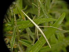 Tetanorhynchini