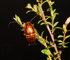 Celatoblatta undulivitta