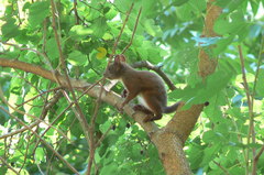 Sciurus vulgaris