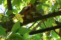 Sciurus vulgaris