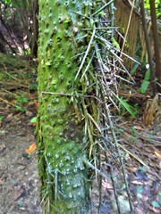 Cryosophila stauracantha