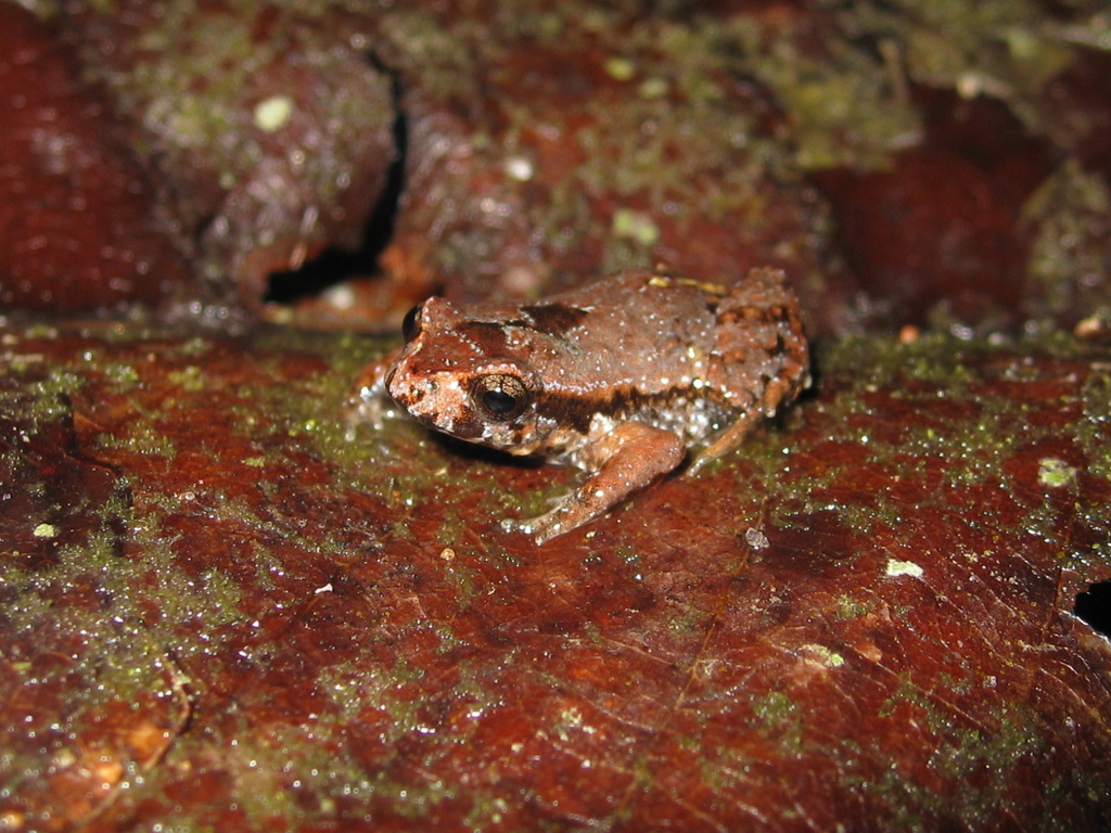 Paranapiacaba Rapids Frog