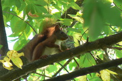 Sciurus vulgaris