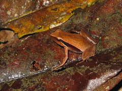 Physalaemus olfersii