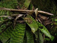 Siphlophis longicaudatus