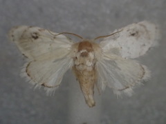 Niphopyralis