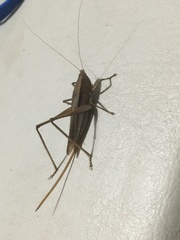 Neoconocephalus brevis