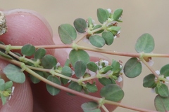 Euphorbia polycarpa polycarpa