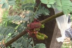 Athaumastus haematicus