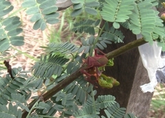 Athaumastus haematicus