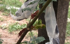 Athaumastus haematicus