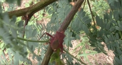 Athaumastus haematicus