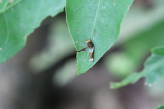 Graphium agamemnon