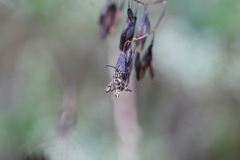 Chamaesphecia dumonti