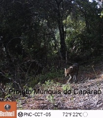 Leopardus pardalis mitis