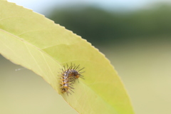 Vagrans sinha