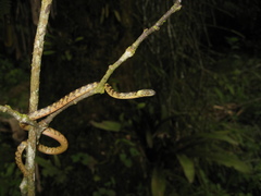Siphlophis longicaudatus