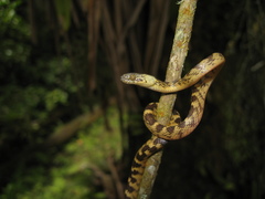 Siphlophis longicaudatus
