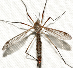 Tipula aprilina