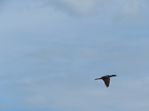 Neotropic Cormorant