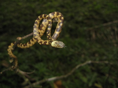 Siphlophis longicaudatus