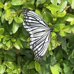 Hestina assimilis assimilis
