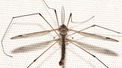Tipula aprilina