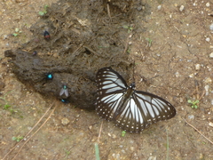 Limenitis rileyi