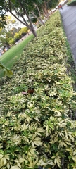 Heptapleurum arboricola