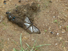 Limenitis rileyi