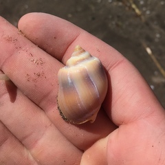 Buccinastrum deforme