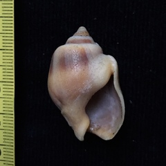 Buccinastrum deforme