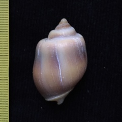 Buccinastrum deforme