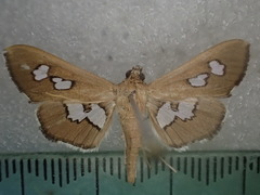 Omiodes odontosticta