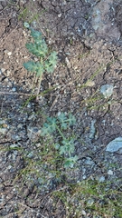 Lomatium parvifolium