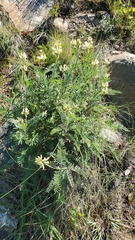 Astragalus curtipes