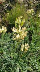 Astragalus curtipes