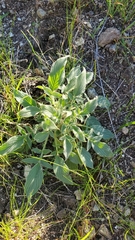 Phacelia imbricata imbricata