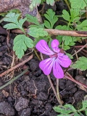 Geranium robertianum