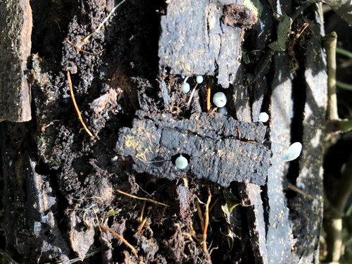 Pruinomycena subcyanocephala