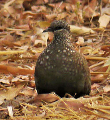 Petrophassa rufipennis