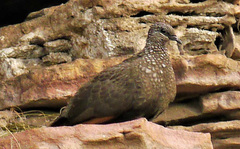 Petrophassa rufipennis