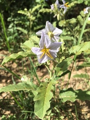Solanum juvenale
