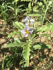 Solanum juvenale