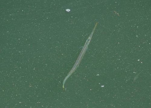 Atlantic Needlefish