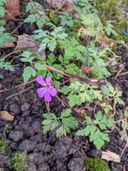 Geranium robertianum