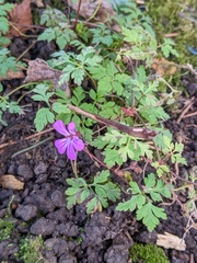 Geranium robertianum