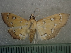 Protonoceras leucocosma