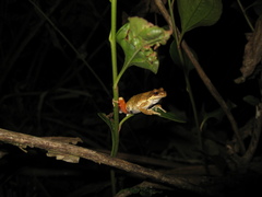 Dendropsophus microps