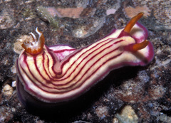 Hypselodoris maridadilus